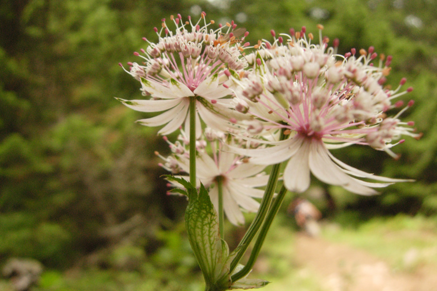 Oenothera sp. e Astrantia major